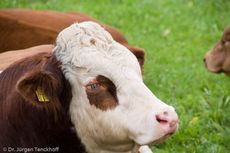 Hausrind (144 von 174).jpg